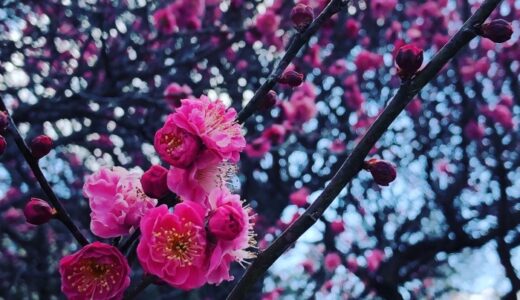 南大阪の梅の名所、荒山(こうぜん)公園に行ってきました