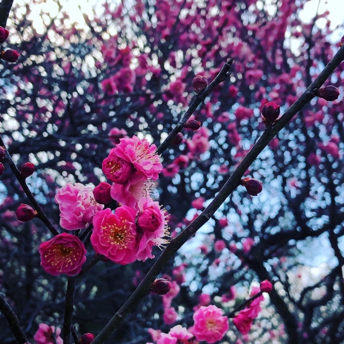 荒山公園の梅