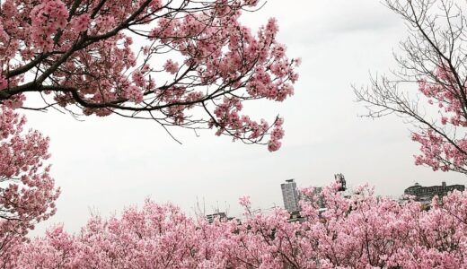 南大阪の桜の名所、狭山池に行ってきました