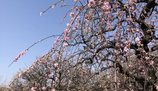 堺市・荒山公園へ梅見ランニングがおすすめ